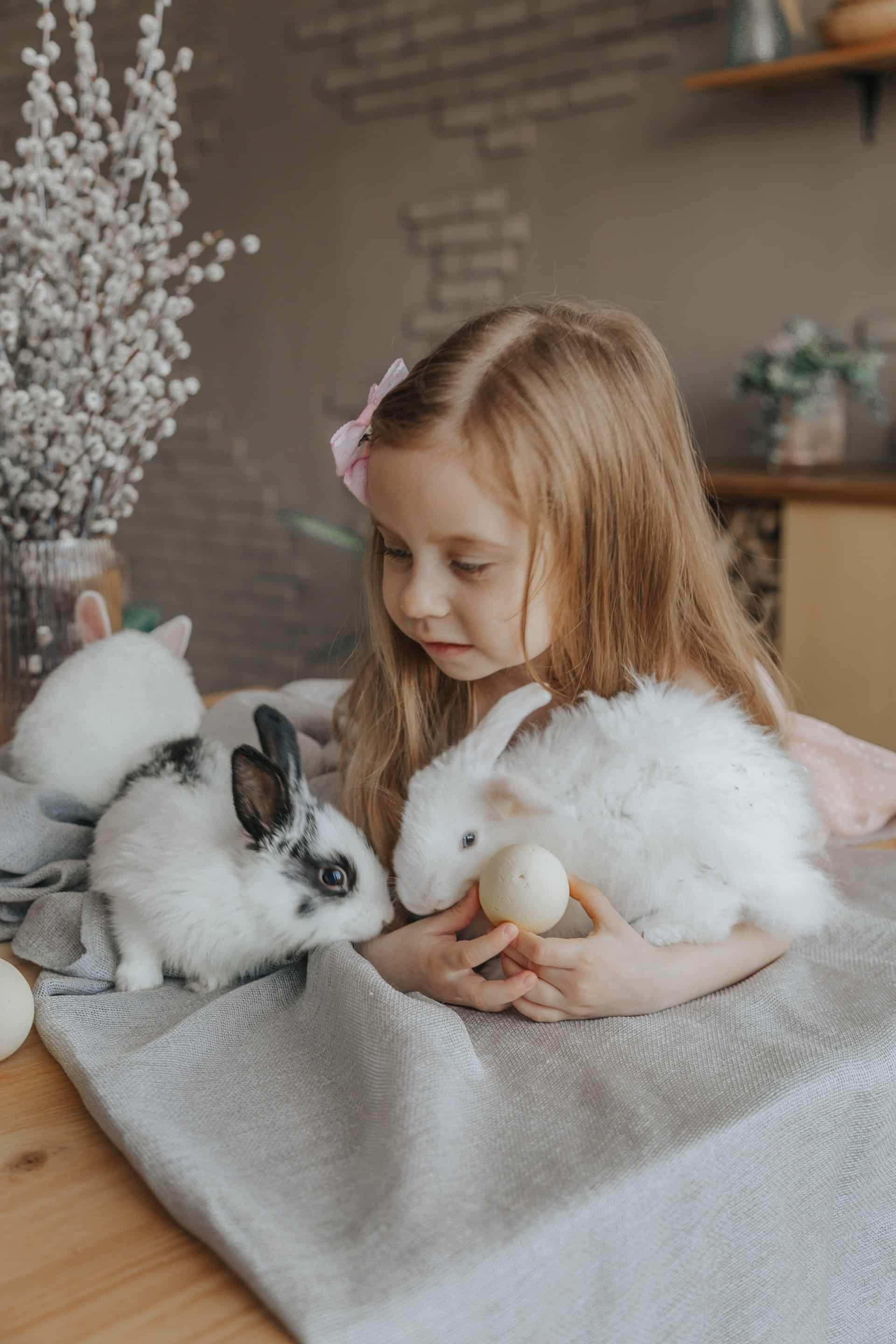 Pet direct supplies cheap